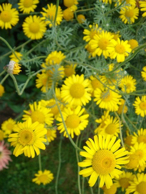 Anthemis tinctoria